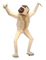 ベローシファカ 完成見本