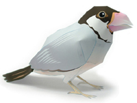 ブンチョウ 完成見本