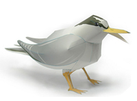 コアジサシ 完成見本