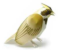 ホオジロ 完成見本