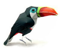 シロムネオオハシ 完成見本