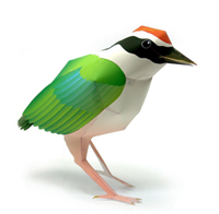 ヤイロチョウ 完成見本