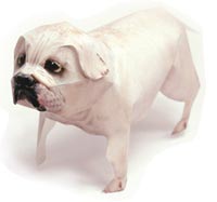 ブルドッグ 完成見本