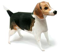 ビーグル 完成見本