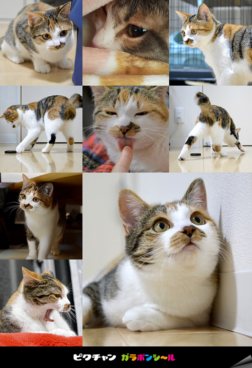 ピクチャン「ガラポンシール」